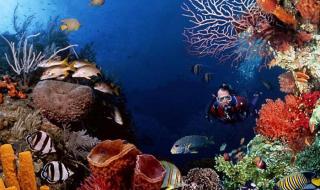 上海海底世界几点关门 上海海洋水族馆门票