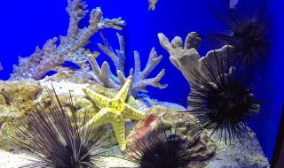 上海海洋水族馆的门票可以当场买吗排队买票的人多吗 上海海洋水族馆门票