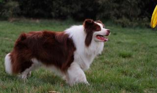 苏格兰牧羊犬多少钱 苏格兰牧羊犬图片