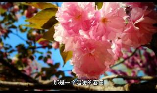 春水映梨花怎么剪的 春水映梨花是啥意思