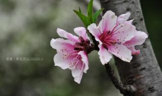 桃花什么季节开花 花开回春又一年是什么生肖